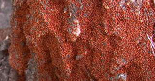 United States: Ladybug invades Colorado